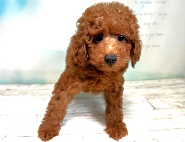 北海道のトイプードル (Coo&RIKU室蘭店/2023年8月16日生まれ/男の子/レッド(赤))の子犬