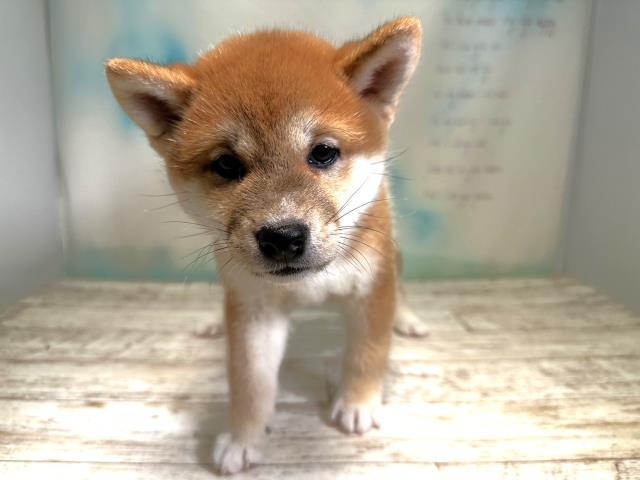 北海道の柴犬 (Coo&RIKU釧路店/2023年8月18日生まれ/男の子/レッド(赤))の子犬