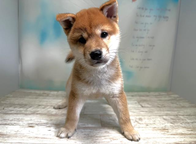 北海道の柴犬 (Coo&RIKU函館店/2023年8月18日生まれ/男の子/レッド(赤))の子犬