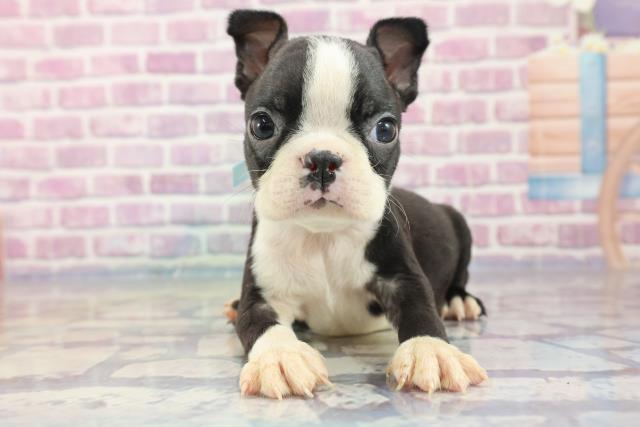 大分県のボストンテリア (Coo&RIKU大分店/2023年8月20日生まれ/男の子/ボストンカラー)の子犬
