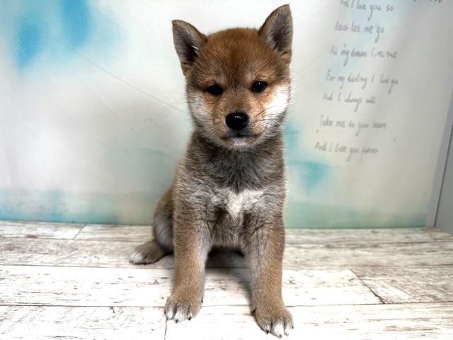 北海道の柴犬 (Coo&RIKU旭川店/2023年8月13日生まれ/男の子/レッド(赤))の子犬