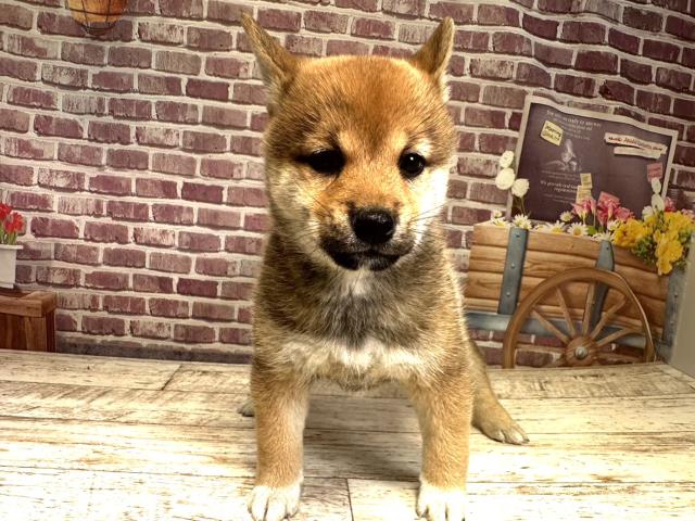 北海道の柴犬 (Coo&RIKU北見店/2023年8月13日生まれ/女の子/レッド(赤))の子犬