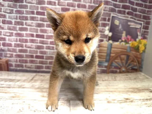 北海道の柴犬 (Coo&RIKU岩見沢店/2023年8月13日生まれ/女の子/レッド(赤))の子犬