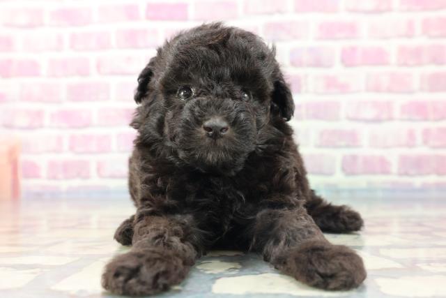 東京都のトイプードル (Coo&RIKU阿佐ヶ谷店/2023年8月19日生まれ/女の子/シルバー)の子犬