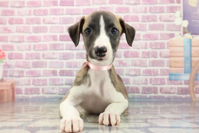 埼玉県のウィペット (Coo&RIKU川越店/2023年8月10日生まれ/女の子/ブリンドルホワイト)の子犬