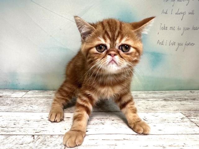 北海道のエキゾチック (Coo&RIKU旭川店/2023年8月3日生まれ/男の子/レッドタビー)の子猫