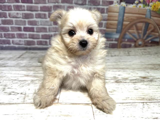 北海道のポメプー (Coo&RIKU北見店/2023年8月20日生まれ/女の子/クリーム)の子犬