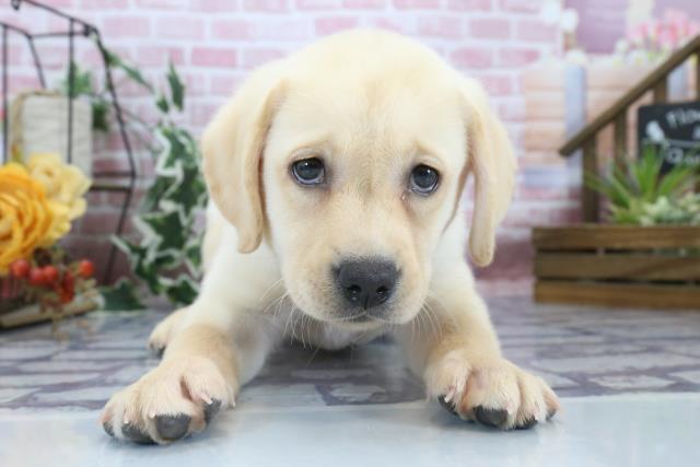 大分県のラブラドールレトリーバー (Coo&RIKU大分店/2023年8月16日生まれ/女の子/イエロー)の子犬