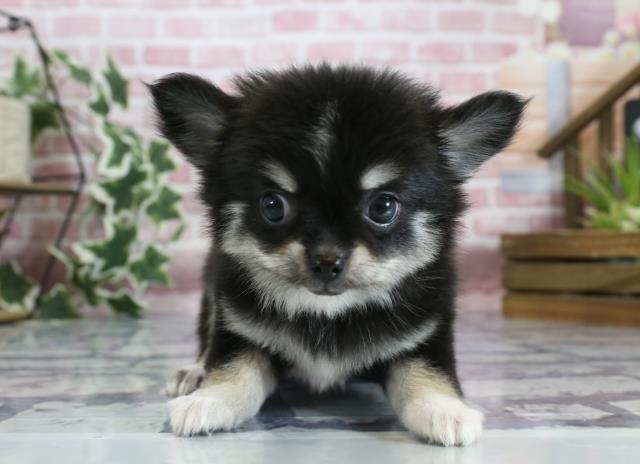 大分県のチワワ(ロング) (Coo&RIKU大分店/2023年8月18日生まれ/男の子/ブラックタンホワイト)の子犬