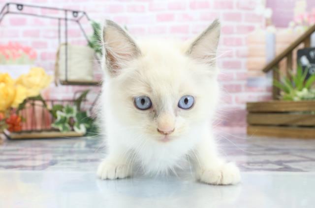 長崎県のラグドール (Coo&RIKU大村店/2023年8月17日生まれ/男の子/ブルーポイントバイカラー)の子猫