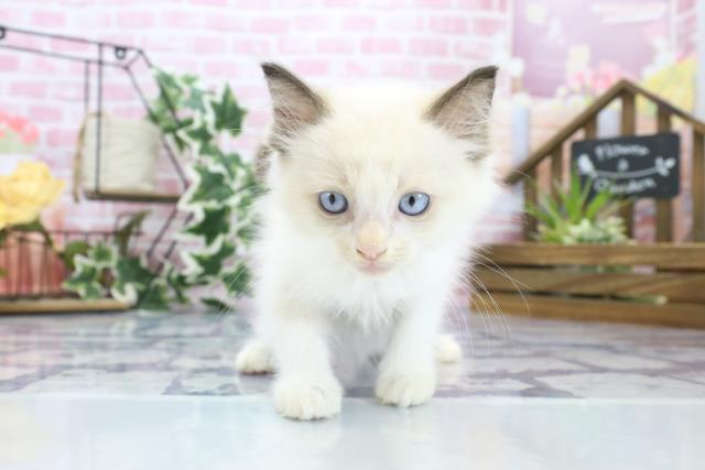 大分県のラグドール (Coo&RIKU大分店/2023年8月17日生まれ/男の子/シールポイントバイカラー)の子猫