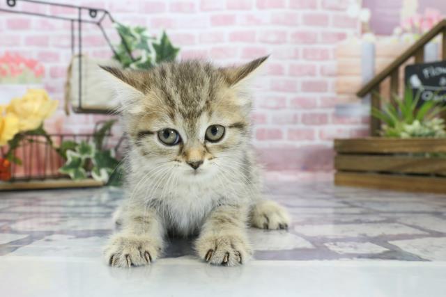 北海道のミヌエット (Coo&RIKU函館店/2023年8月18日生まれ/女の子/ブラウンマッカレルタビー)の子猫