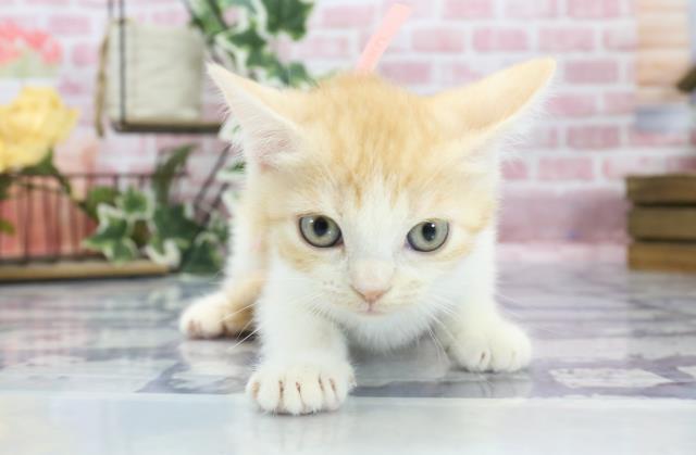 宮崎県のスコティッシュフォールド (Coo&RIKU宮崎店/2023年8月15日生まれ/女の子/レッドタビーホワイト)の子猫