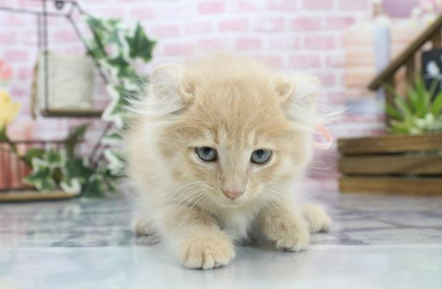 大分県のキンカロー (Coo&RIKU大分店/2023年8月18日生まれ/女の子/クリームタビー)の子猫