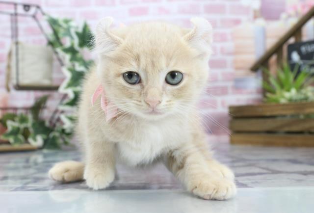 鹿児島県のキンカロー (Coo&RIKU霧島店/2023年8月18日生まれ/女の子/クリームタビー)の子猫
