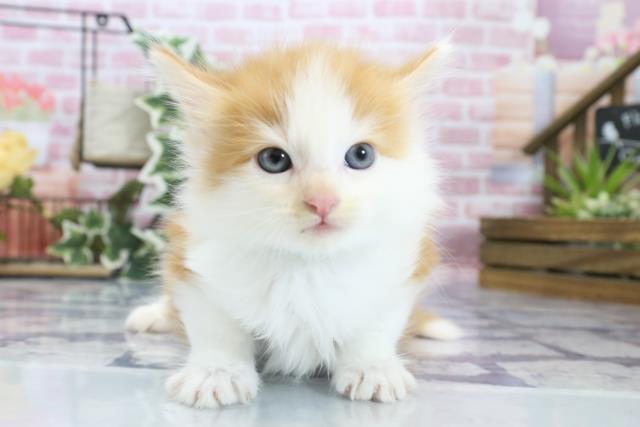 宮崎県のノルウェージャンフォレストキャット (Coo&RIKU宮崎店/2023年8月19日生まれ/男の子/レッドタビーホワイト)の子猫
