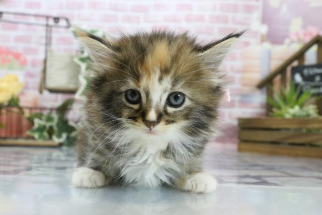 鹿児島県のノルウェージャンフォレストキャット (Coo&RIKU鹿児島店/2023年8月19日生まれ/女の子/ダイリュートキャリコ)の子猫