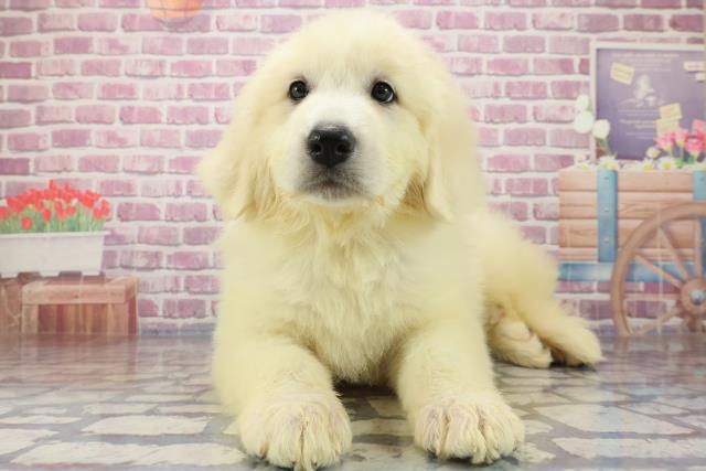 広島県のグレートピレニーズ (Coo&RIKU福山店/2023年8月20日生まれ/女の子/ホワイト(白))の子犬