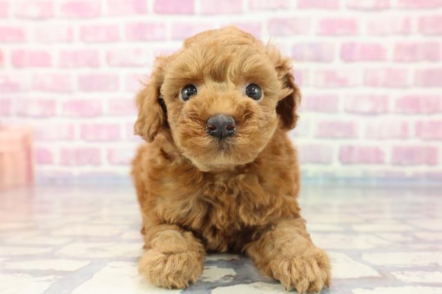 青森県のトイプードル (Coo&RIKU青森店/2023年8月18日生まれ/女の子/アプリコット)の子犬