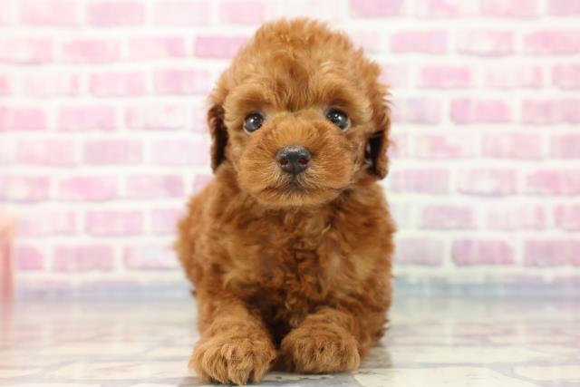 新潟県のトイプードル (Coo&RIKU新潟東店/2023年8月20日生まれ/男の子/レッド(赤))の子犬