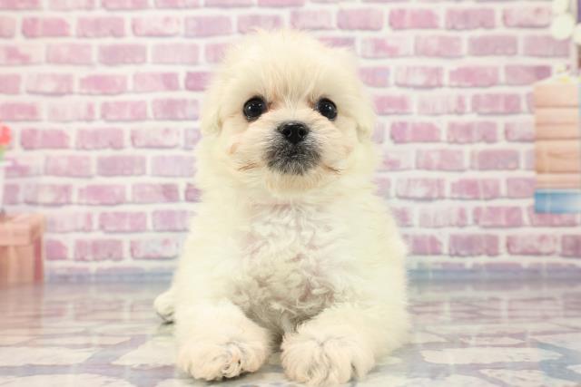 新潟県のポメプー (Coo&RIKU新潟西店/2023年8月20日生まれ/女の子/クリーム)の子犬