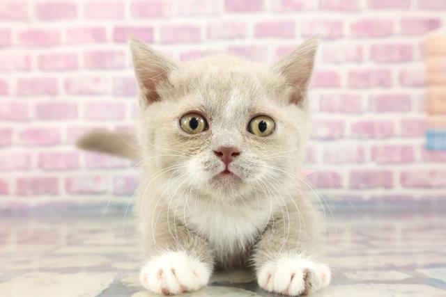 東京都のマンチカン (Coo&RIKU中野サンモール店/2023年8月17日生まれ/女の子/ブルーホワイト)の子猫