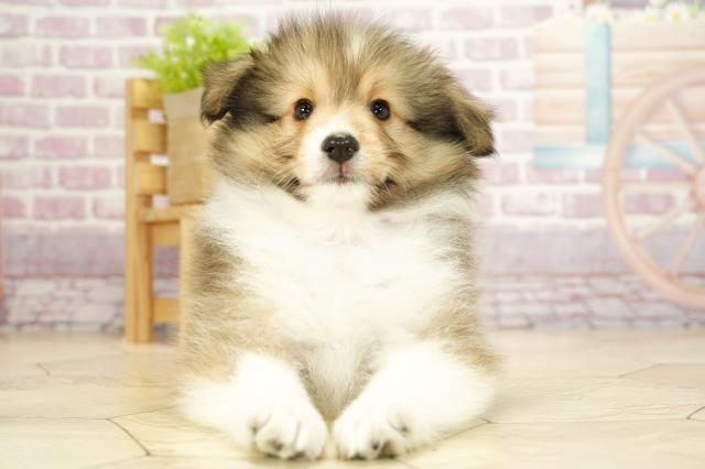 新潟県のシェットランドシープドッグ (Coo&RIKU新潟東店/2023年8月20日生まれ/女の子/セーブルホワイト)の子犬