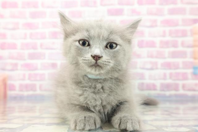 鳥取県のサイベリアン (Coo&RIKUラ・ムー鳥取東店/2023年8月19日生まれ/男の子/ブルー)の子猫