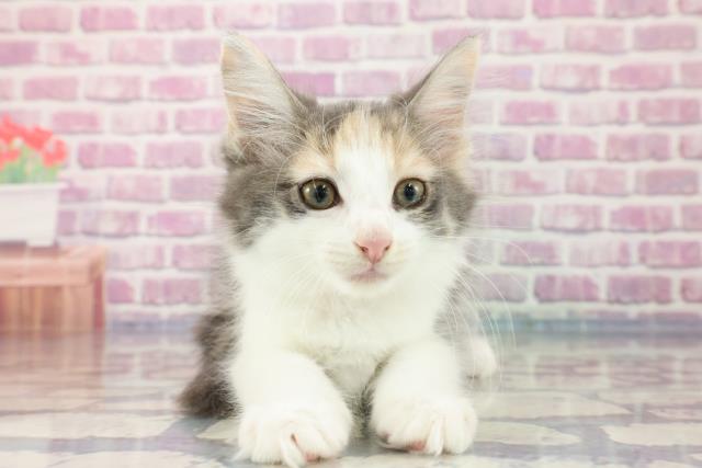 高知県のメインクーン (Coo&RIKUのいち店/2023年8月14日生まれ/女の子/ダイリュートキャリコ)の子猫