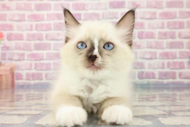 高知県のラグドール (Coo&RIKUのいち店/2023年8月20日生まれ/男の子/シールポイントミテッド)の子猫