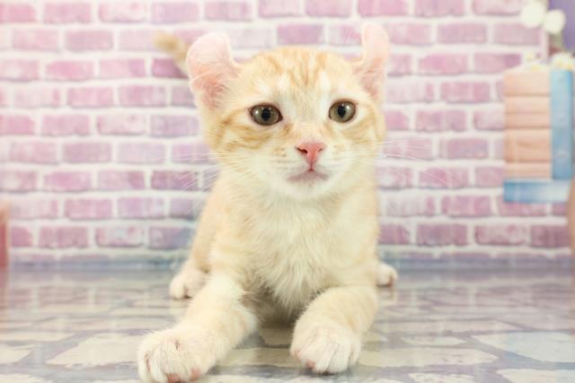 宮城県のアメリカンカール (Coo&RIKU仙台太白店/2023年7月2日生まれ/男の子/クリームタビー)の子猫