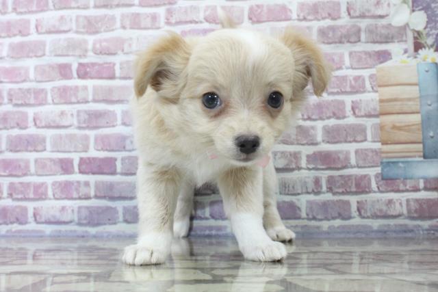 山形県のチワワ(ロング) (Coo&RIKU山形店/2023年8月15日生まれ/女の子/クリームホワイト)の子犬