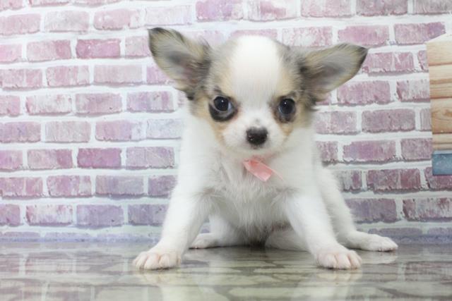 山形県のチワワ(ロング) (Coo&RIKU山形店/2023年8月19日生まれ/女の子/ブルーマール)の子犬