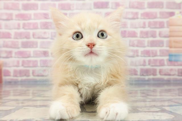 富山県のサイベリアン (Coo&RIKU富山店/2023年8月15日生まれ/男の子/クリームタビー)の子猫