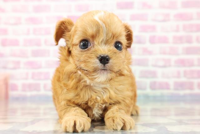 富山県のハーフ犬 (Coo&RIKU富山店/2023年8月21日生まれ/女の子/アプリコット)の子犬