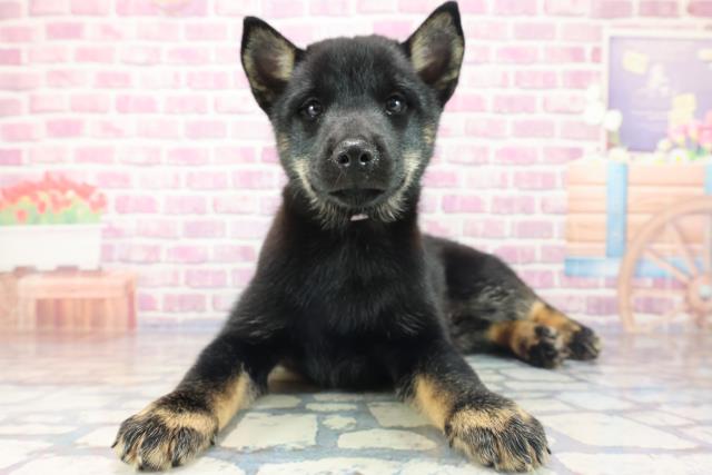 東京都の北海道犬 (Coo&RIKU足立本店/2023年8月17日生まれ/女の子/黒褐)の子犬