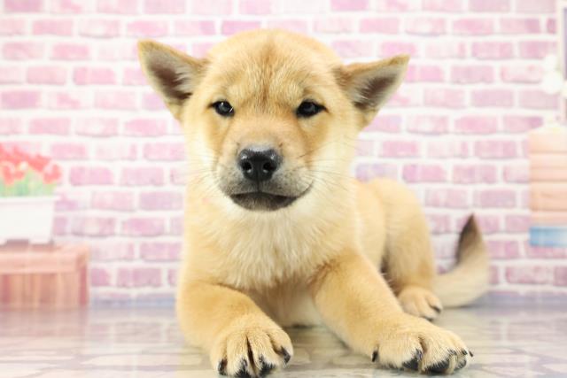 沖縄県の北海道犬 (Coo&RIKU沖縄浦添店/2023年8月17日生まれ/女の子/レッド(赤))の子犬