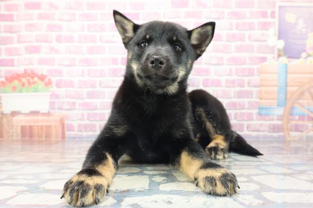 島根県の北海道犬 (Coo&RIKU出雲店/2023年8月17日生まれ/女の子/黒褐)の子犬