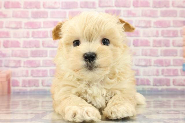 埼玉県のマルプー (Coo&RIKU熊谷ニットーモール店/2023年8月20日生まれ/男の子/アプリコット)の子犬