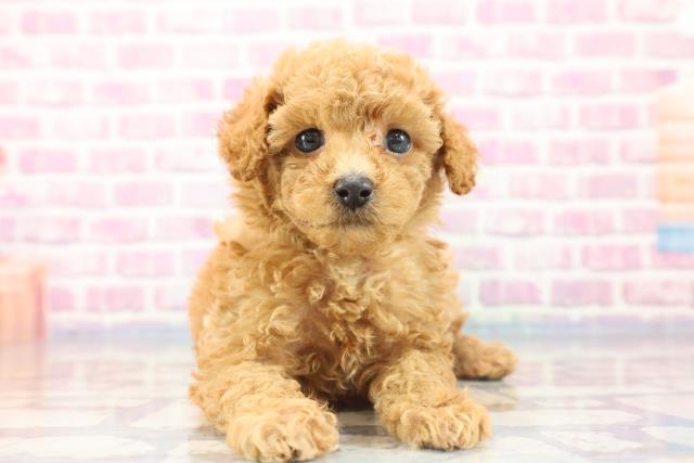 千葉県のトイプードル (Coo&RIKU八街店/2023年8月22日生まれ/男の子/アプリコット)の子犬