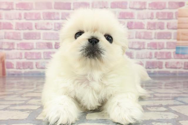 神奈川県のペキニーズ (Coo&RIKU相模原店/2023年8月22日生まれ/男の子/ホワイト(白))の子犬