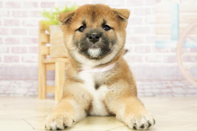 柴犬