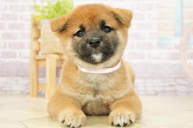 柴犬