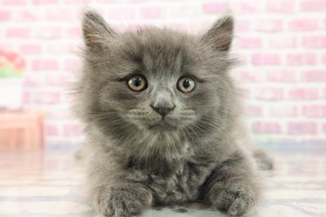 福島県のサイベリアン (Coo&RIKU福島店/2023年8月21日生まれ/男の子/ブルー)の子猫
