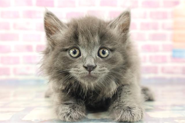 兵庫県のサイベリアン (Coo&RIKU三木店/2023年8月21日生まれ/男の子/ブルー)の子猫