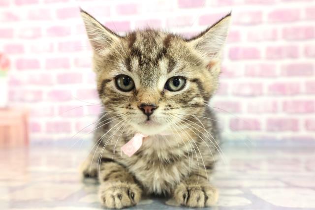 福島県のキンカロー (Coo&RIKU福島店/2023年8月16日生まれ/女の子/ブラウンパッチドタビー)の子猫