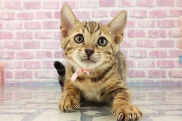 福島県のベンガル (Coo&RIKU福島店/2023年8月18日生まれ/女の子/ブラウンスポットタビー)の子猫