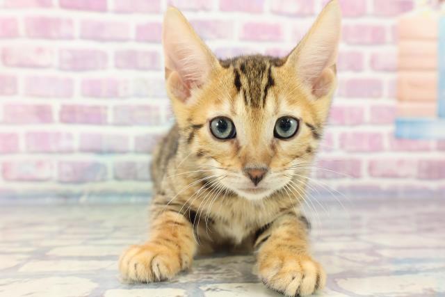 福島県のベンガル (Coo&RIKU郡山店/2023年8月21日生まれ/男の子/ブラウンスポットタビー)の子猫