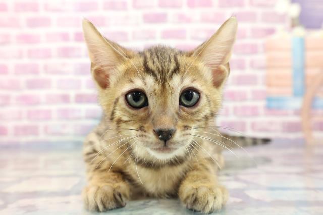 福島県のベンガル (Coo&RIKUいわき店/2023年8月21日生まれ/男の子/ブラウンスポットタビー)の子猫