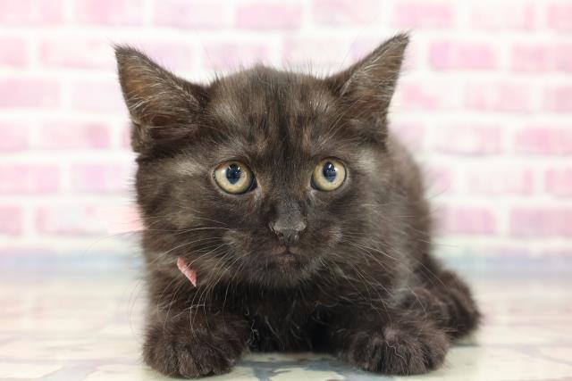 福島県のマンチカン (Coo&RIKU福島店/2023年8月22日生まれ/女の子/ブラックスモークホワイト)の子猫